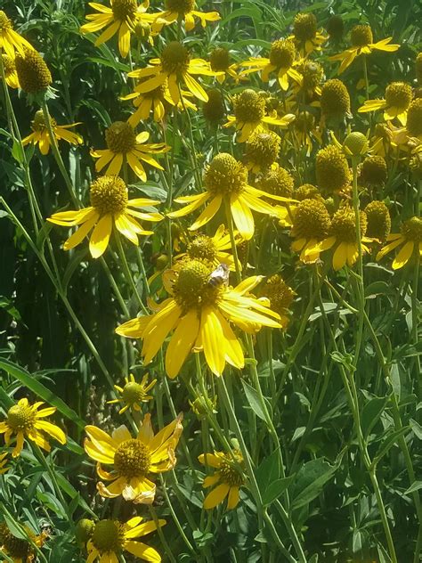 Rudbeckia laciniata (daisy) in 50mm Forestry Tube – Trigg Plants