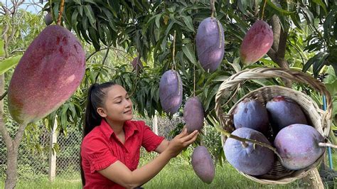 Have you ever seen purple mango in your area? / purple mango my recipe / cooking with srey neang ...