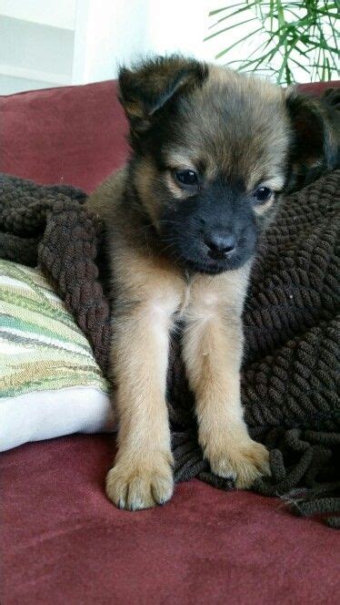 German Shepherd Chihuahua Mix Puppies : Is The German Shepherd ...