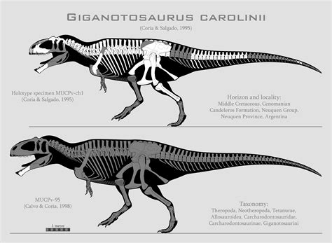 Giganotosaurus : r/Paleontology