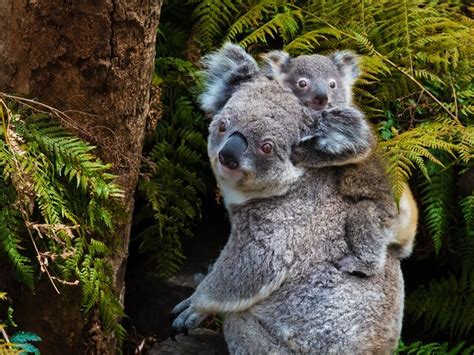 Top 10 destinations for wildlife spotting in Australia | Australasia travel inspiration