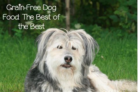 What are the Best Grain Free Dog Food Brands?