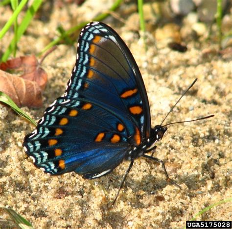 red spotted purple, Limenitis arthemis astyanax (Lepidoptera: Nymphalidae) - 5175028