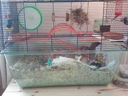 Gerbil cages + Bedding - Gerbil care guide