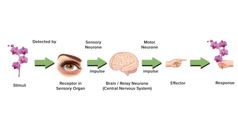 Arrange the following in logical sequence:Motor neuron, receptor, sensory neuron, effector ...