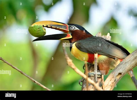 Chestnut-eared Aracari (Pteroglossus castanotis) feeding on guava, Pantanal, Mato Grosso State ...