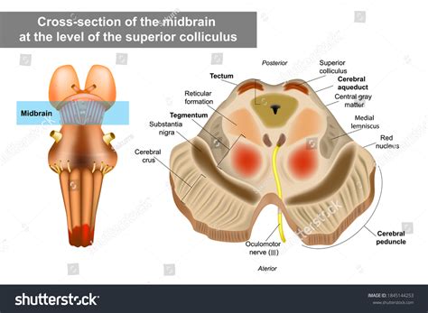 21 Superior Colliculus Images, Stock Photos & Vectors | Shutterstock