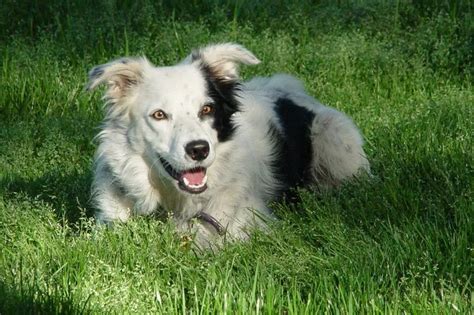 Border collie Chaser taught 1,000 words claims scientists who have ...