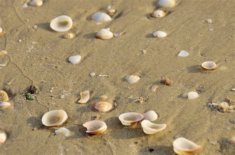 Sea Shells On Sandy Beach Free Stock Photo - Public Domain Pictures