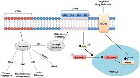 Sphingolipid In Membrane