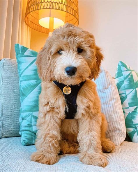 The F2B Goldendoodle: Everything You Need To Know About This Teddy Dog