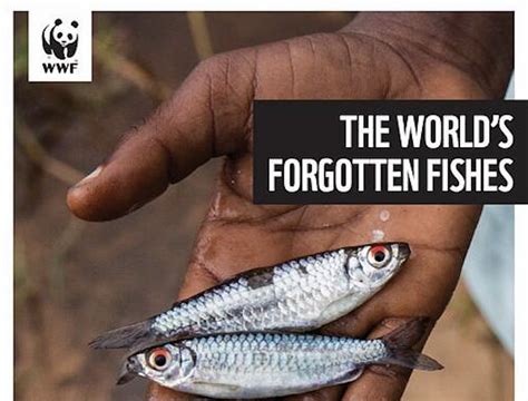 Forgotten Fishes – World Fish Migration Foundation