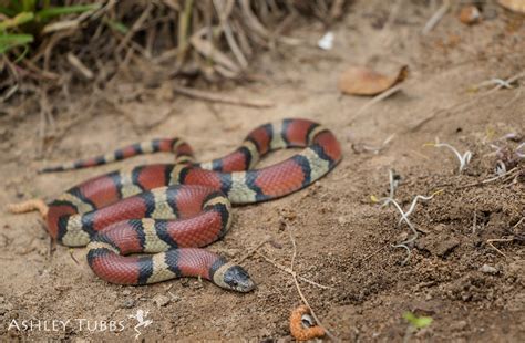 Milk Snake, Lampropeltis triangulum | SE Texas | Ashley Wahlberg (Tubbs) | Flickr