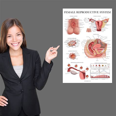 Buy Laminated Female Reproductive System Anatomical Chart - Female Anatomy Poster - 18" x 27 ...