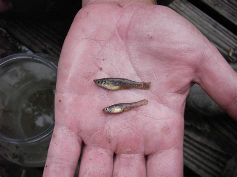 Gambusia affinis | Gambusia affinis Western Mosquitofish 23 … | Flickr