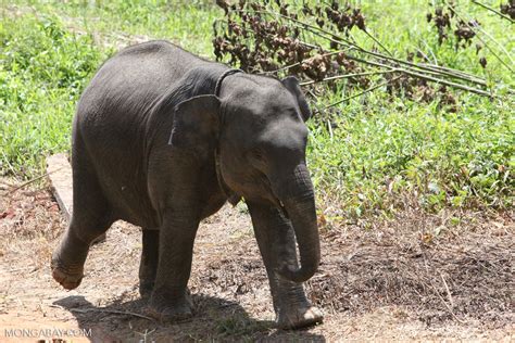 Baby Sumatran elephant [sumatra_9183]