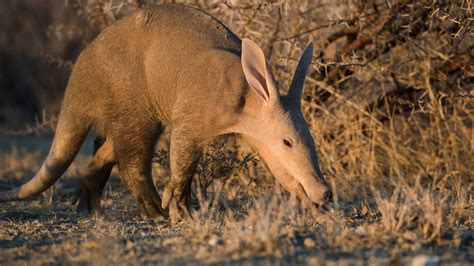 Wildlife in Namibia - small mammals