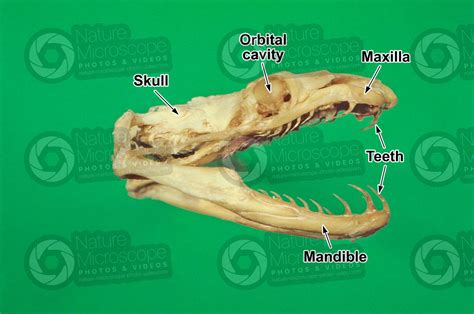 Grass snake. Skull. Lateral view - Grass snake - Reptiles - Skeletal system - Other systems ...