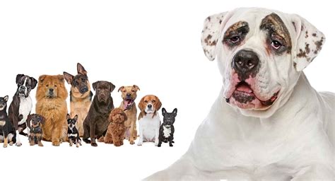 American Bulldog Mixes - Which One Is Right For You?