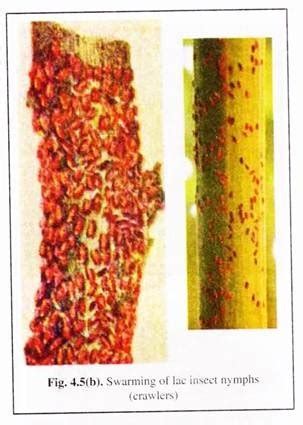 4 Main Stages Involved in Lac Cultivation