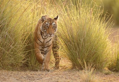 Tiger Tours in Ranthambore Park, India | TransIndus