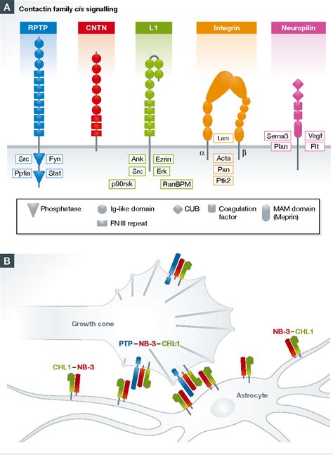 Figure 1 from Messages from forgotten friends: classic cell adhesion molecules inhibit ...