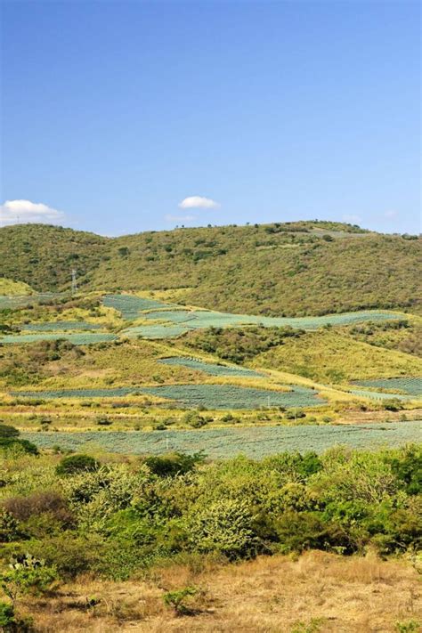 Guide To Visiting Tequila, Jalisco: Mexico's Tequila Town