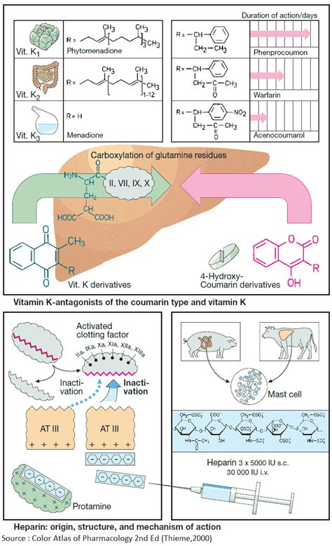 Mechanism Of Action Of Heparin As Anticoagulant - IMAGESEE