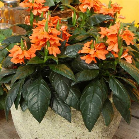 Firecracker Plant Seed - Crossandra Tropic Flame Flower Seeds