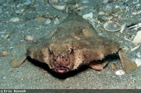 Bizarre Batfish