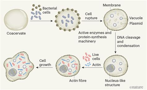 Life brought to artificial cells