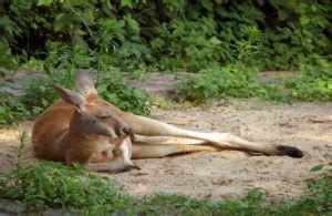 How Do Kangaroos Sleep? This Is How They Sleep! - Animal Dome