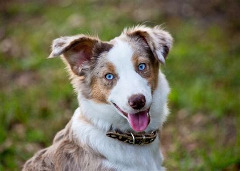 7 Dog Breeds With Blue Eyes (With Pictures) | Hepper