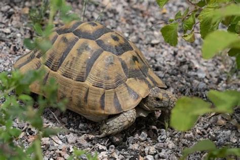 Sulcata Tortoise Lifespan: How Long Do Sulcata Tortoises Live?