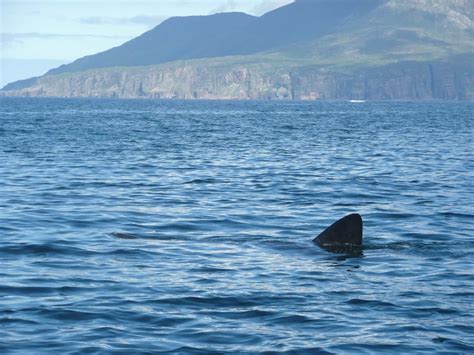 Basking sharks travel in extended families with their own ‘gourmet maps’ of feeding spots ...