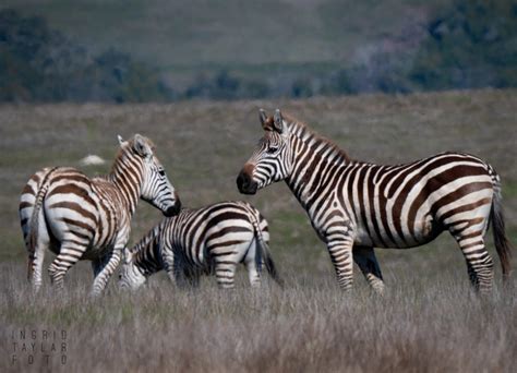 The Zebras of San Simeon + Hearst Castle - Ingrid Taylar Foto