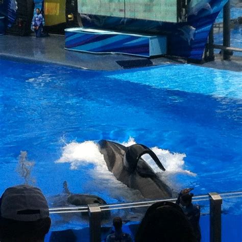 Tilikum at Seaworld Orlando, FL | Tilikum, Seaworld orlando, Orca