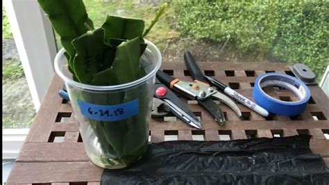 THE FASTEST AND THE MOST EFFECTIVE WAY TO PROPAGATE EPIPHYLLUM OR ...