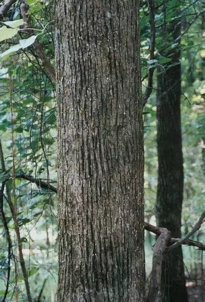 Ulmus alata - Winged Elm. Bark. Family Ulmaceae. | Tree, Plants, Elm