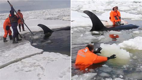 Video captures rescue of orcas trapped in ice floes in Russia - ABC7 San Francisco