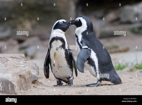 two penguins in love and kissing Stock Photo - Alamy