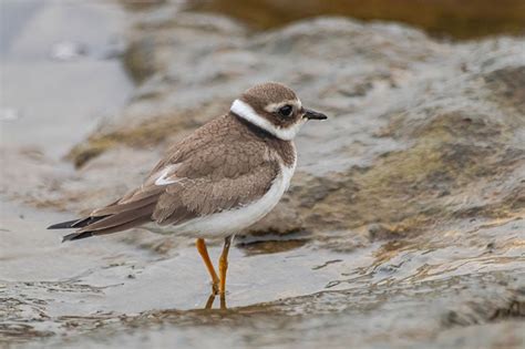 Little Ringed Plover | Bird Identification Guide | Bird Spot