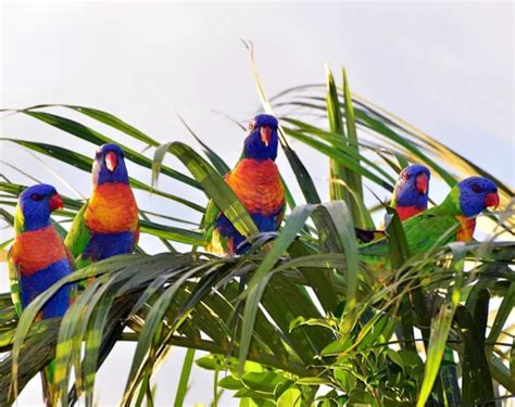 How to Breed Rainbow Budgies | 4 Ways of Creating a Rainbow Budgie ...