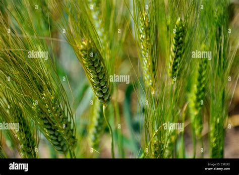 Wheat Cultivation- India Stock Photo: 36749834 - Alamy