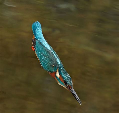 Male Kingfisher dive | Kingfisher, Bird species, Diving