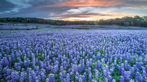 Zoom Background Texas Bluebonnets - Etsy Australia