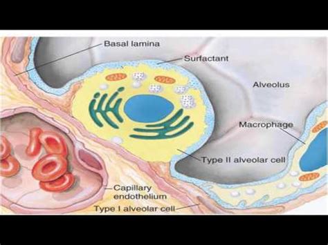 alveolar surface tension - YouTube