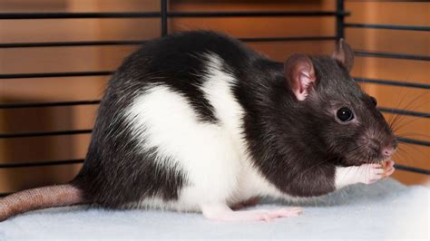 How to Pick a Pet Rat | Pet Rats - YouTube