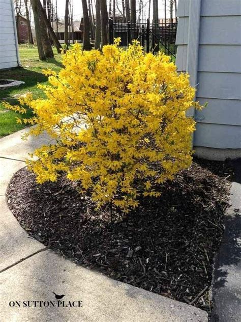 How to Prune Forsythia | Finally!!! I have one of these growing like crazy and this was the best ...