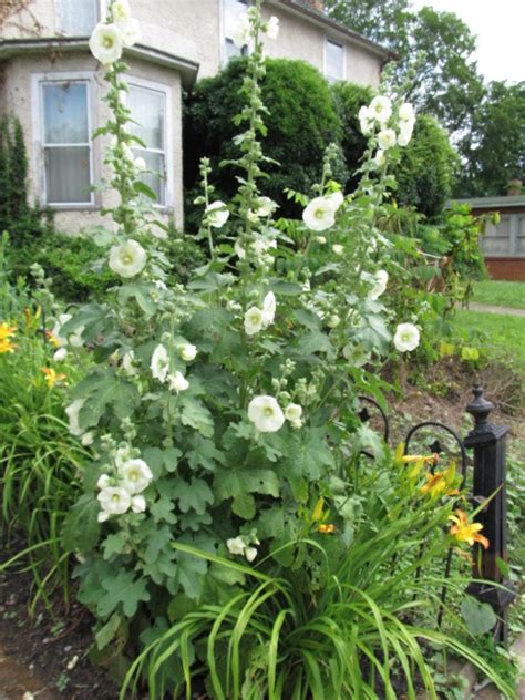 Hollyhock Rust Prevention Tips | What Grows There :: Hugh Conlon, Horticulturalist, Professor ...